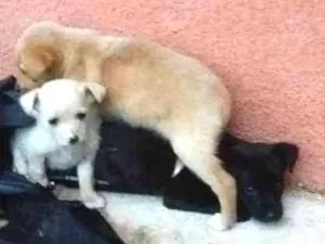 Cachorro raça sem raça definida idade Abaixo de 2 meses nome sem nome
