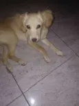 Mel