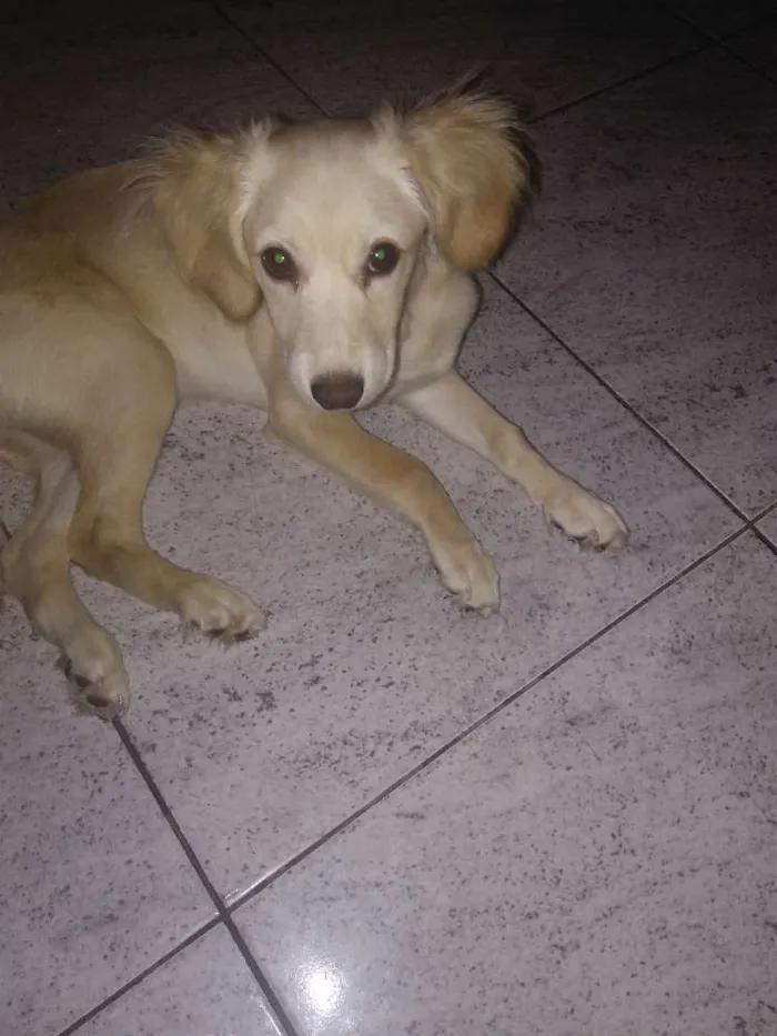 Cachorro ra a SRD( vira lata) idade 2 a 6 meses nome Mel