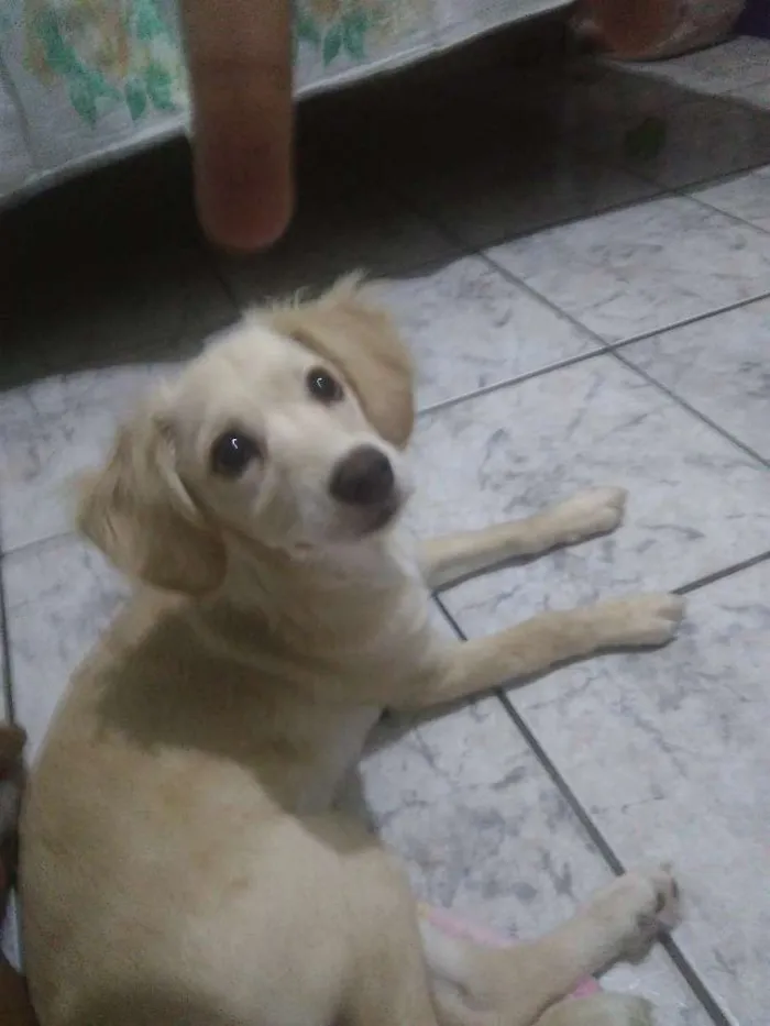 Cachorro ra a SRD( vira lata) idade 2 a 6 meses nome Mel