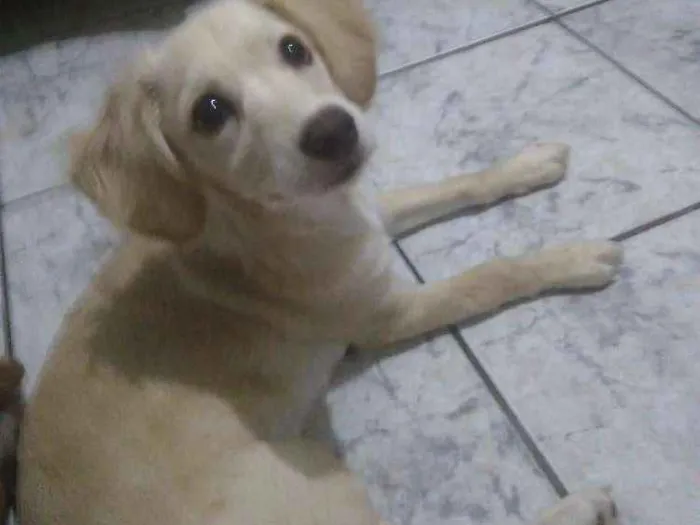 Cachorro ra a SRD( vira lata) idade 2 a 6 meses nome Mel