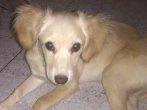 Cachorro raça SRD( vira lata) idade 2 a 6 meses nome Mel