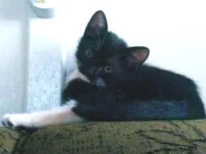 Gato raça desconhecida idade 2 a 6 meses nome Lili