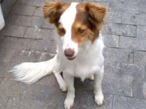 Cachorro raça Vira lata idade 1 ano nome Branquinha