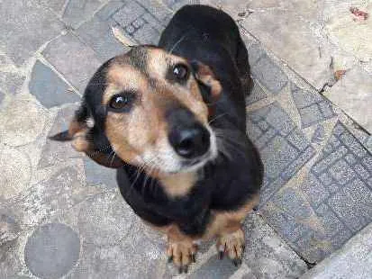 Cachorro ra a Indefinida idade 6 ou mais anos nome Flor