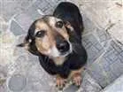 Cachorro raça Indefinida idade 6 ou mais anos nome Flor