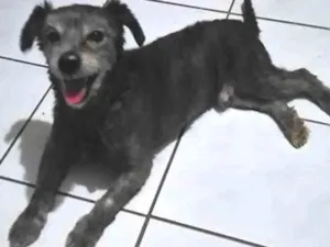 Cachorro raça vira-lata idade 6 ou mais anos nome meeck