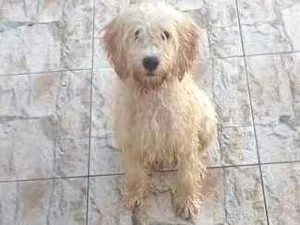 Cachorro raça Poodle idade 1 ano nome Fera