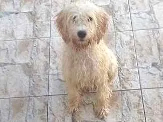 Cachorro ra a Poodle idade 1 ano nome Fera