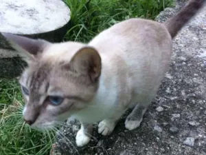 Gato raça  idade 1 ano nome Sem nome 