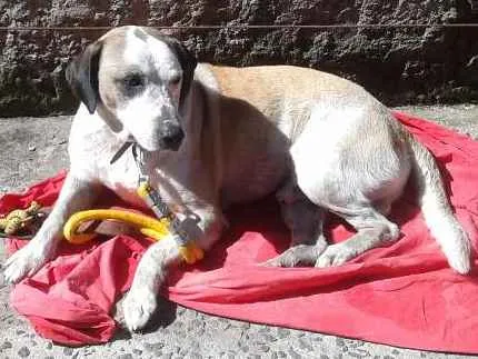 Cachorro ra a Labrador com  fila idade 3 anos nome Max