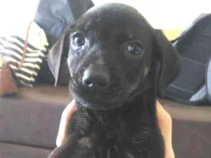 Cachorro raça SRD idade Abaixo de 2 meses nome Pretinha