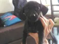 Pretinha
