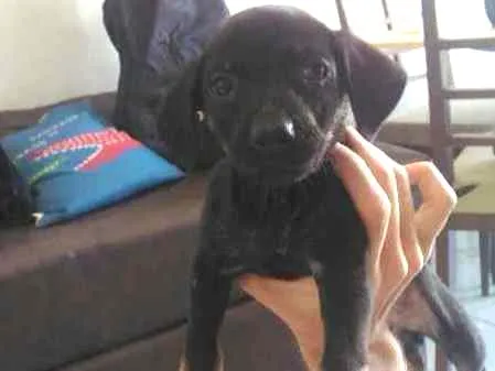Cachorro raça SRD idade Abaixo de 2 meses nome Pretinha