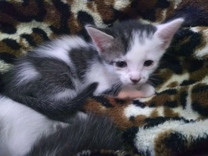 Gato ra a Vira latas idade Abaixo de 2 meses nome Ainda sem nome