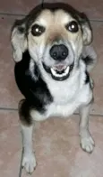 Amora