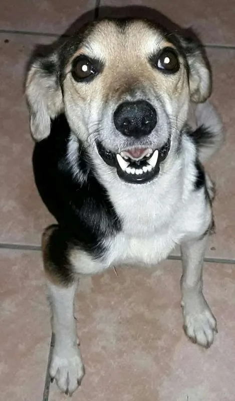 Cachorro ra a Não Definida idade 1 ano nome Amora