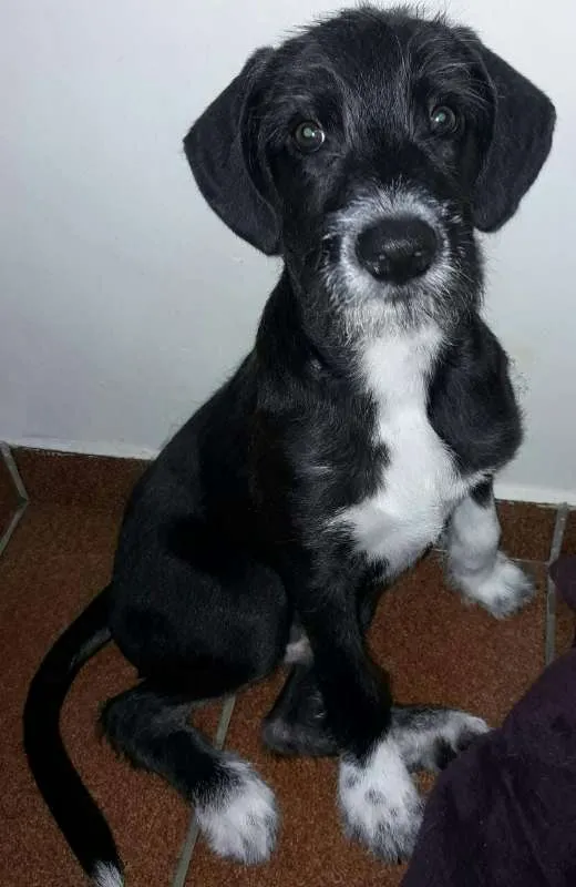 Cachorro ra a Não definido idade 2 a 6 meses nome Zé Bonitinho