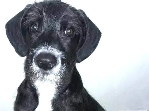 Cachorro ra a Não definido idade 2 a 6 meses nome Zé Bonitinho