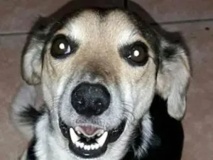 Cachorro raça Não Definida idade 1 ano nome Amora