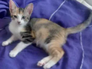 Gato raça Sem raça definida idade 2 a 6 meses nome Sem nome