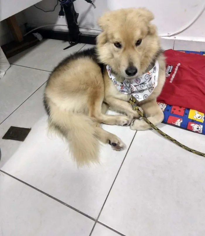 Cachorro ra a SRD idade 4 anos nome Lobinho (Apelidamos)