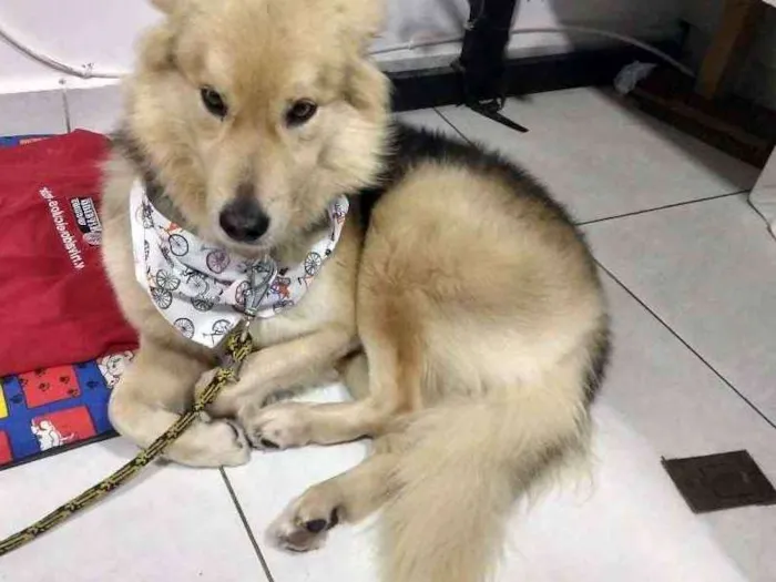 Cachorro ra a SRD idade 4 anos nome Lobinho (Apelidamos)