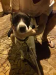 Não possui