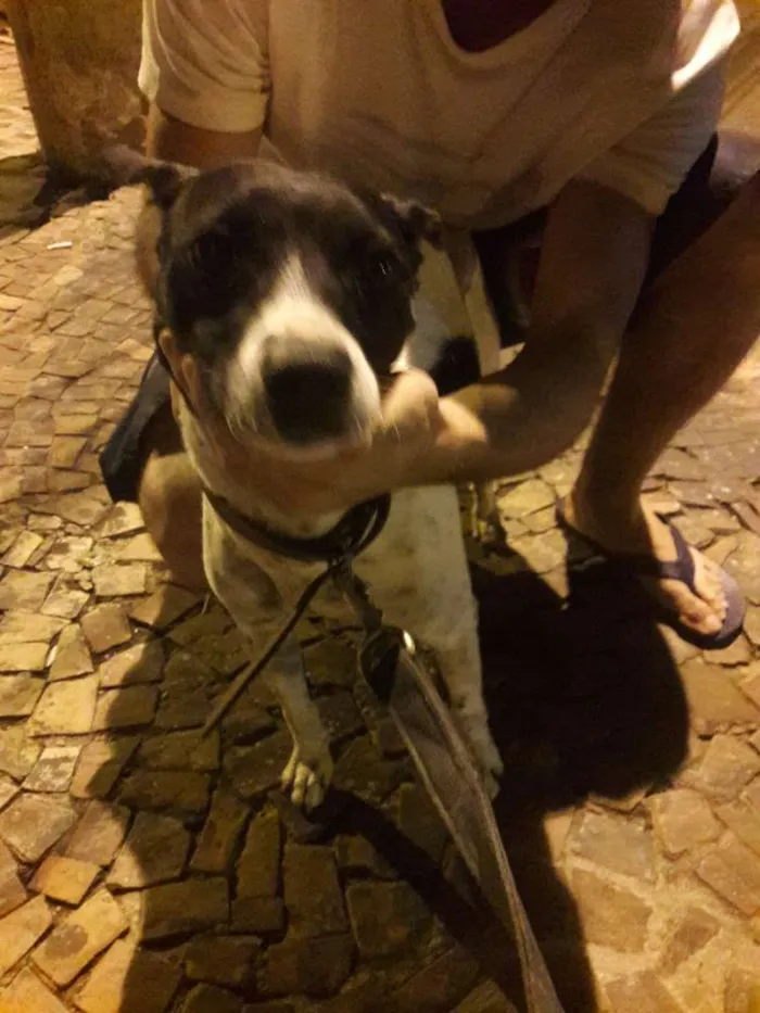 Cachorro ra a vira-lata idade 1 ano nome Não possui