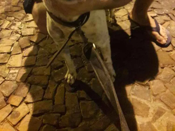 Cachorro ra a vira-lata idade 1 ano nome Não possui