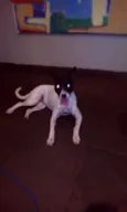 Não possui