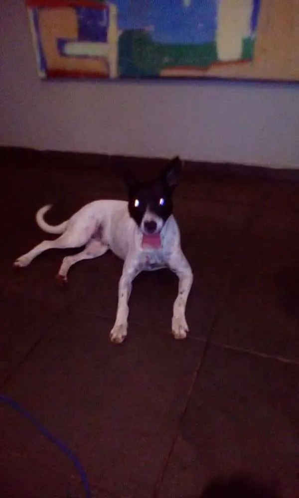 Cachorro ra a vira-lata idade 1 ano nome Não possui