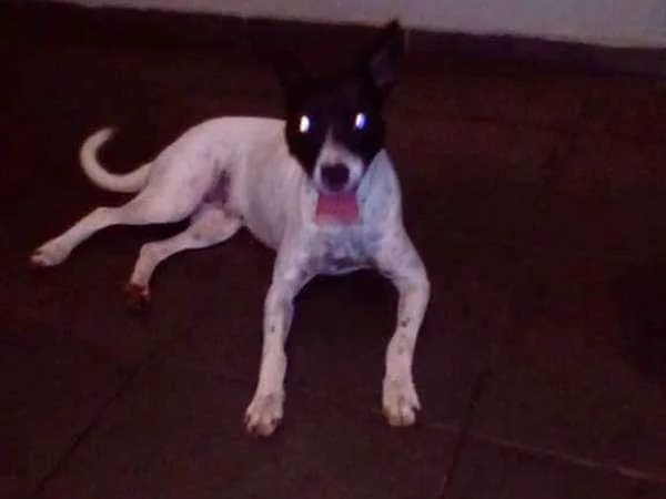 Cachorro ra a vira-lata idade 1 ano nome Não possui
