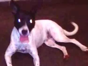 Cachorro ra a vira-lata idade 1 ano nome Não possui