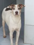 Baltazar