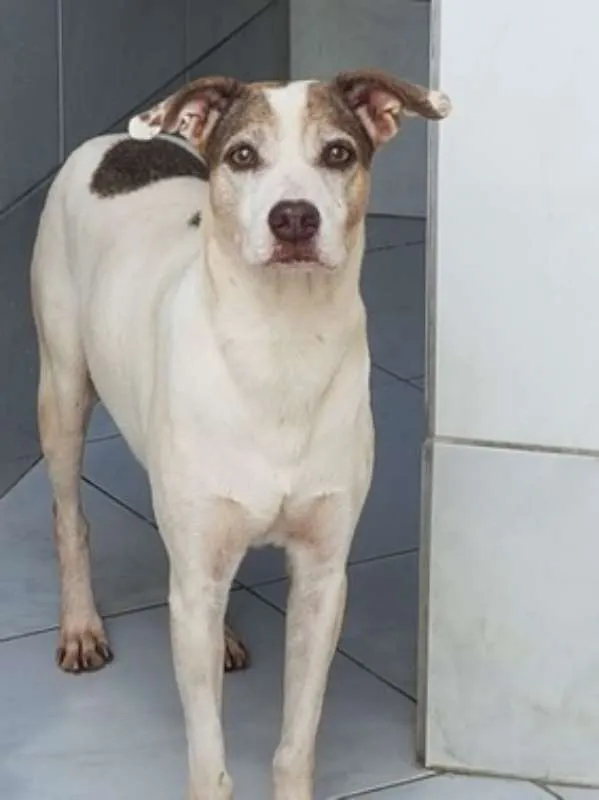 Cachorro ra a SRD idade 2 anos nome Baltazar