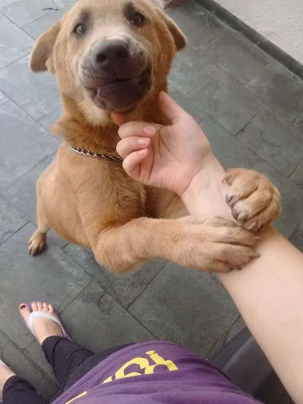 Cachorro ra a Pastor Alemão com Chouchou idade 7 a 11 meses nome Baronesa