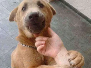 Cachorro raça Pastor Alemão com Chouchou idade 7 a 11 meses nome Baronesa