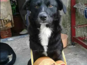 Cachorro raça Vira-lata idade 3 anos nome  Rabito
