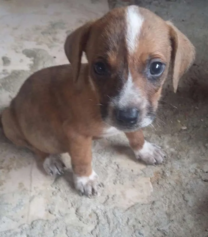 Cachorro ra a Pittbull misturada com vira la idade Abaixo de 2 meses nome Sem nomes ainda 