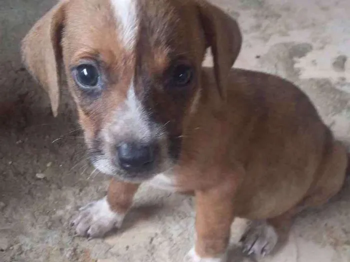 Cachorro ra a Pittbull misturada com vira la idade Abaixo de 2 meses nome Sem nomes ainda 