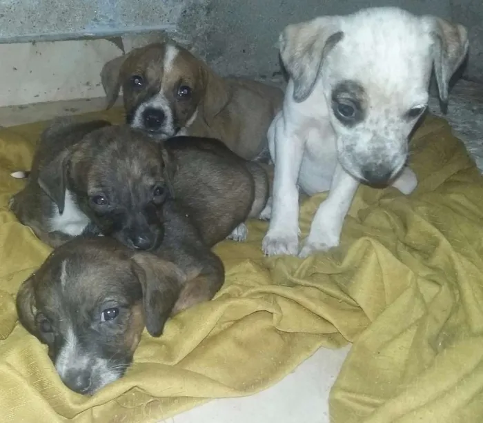 Cachorro ra a Pittbull misturada com vira la idade Abaixo de 2 meses nome Sem nomes ainda 