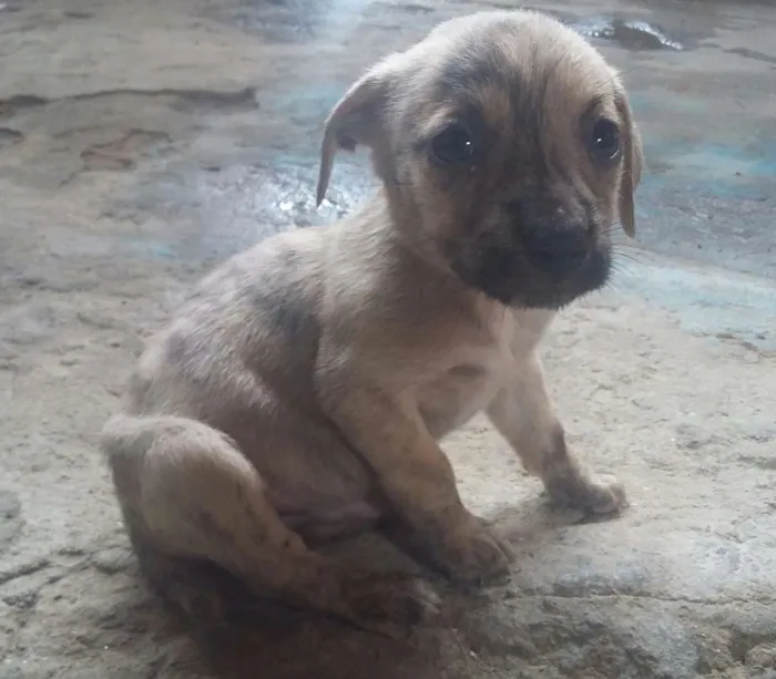 Cachorro ra a Pittbull misturada com vira la idade Abaixo de 2 meses nome Sem nomes ainda 