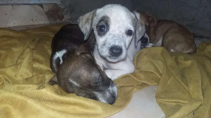 Cachorro ra a Pittbull misturada com vira la idade Abaixo de 2 meses nome Sem nomes ainda 