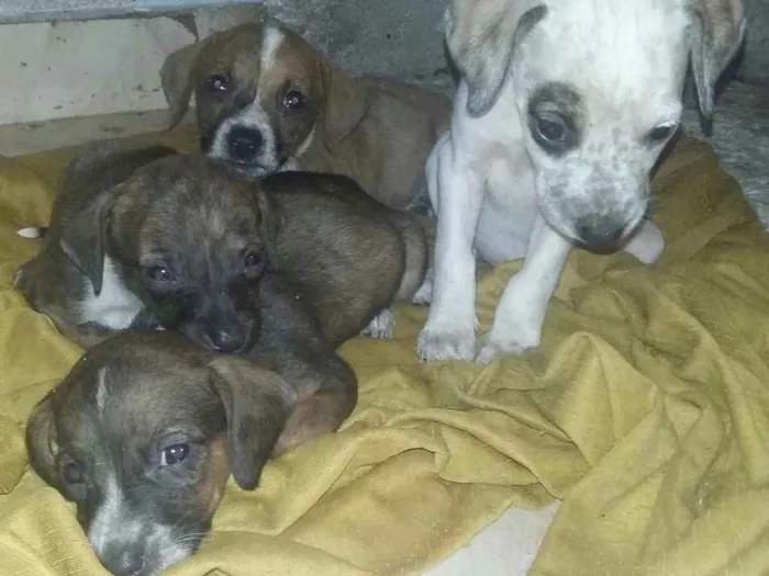 Cachorro ra a Pittbull misturada com vira la idade Abaixo de 2 meses nome Sem nomes ainda 