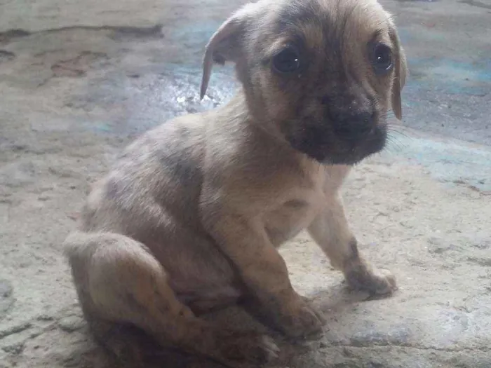 Cachorro ra a Pittbull misturada com vira la idade Abaixo de 2 meses nome Sem nomes ainda 