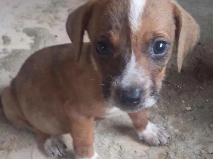 Cachorro ra a Pittbull misturada com vira la idade Abaixo de 2 meses nome Sem nomes ainda 