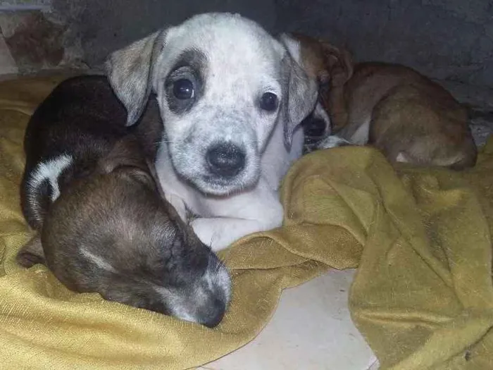 Cachorro ra a Pittbull misturada com vira la idade Abaixo de 2 meses nome Sem nomes ainda 