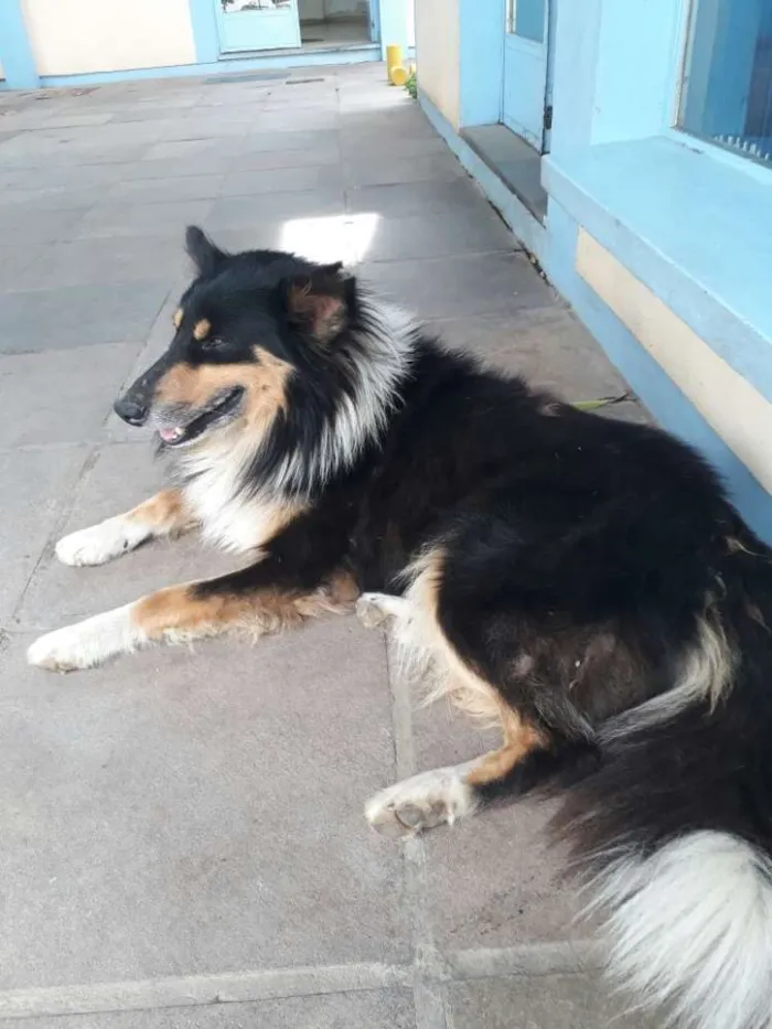 Cachorro ra a Mestiço Collie idade 4 anos nome Dom