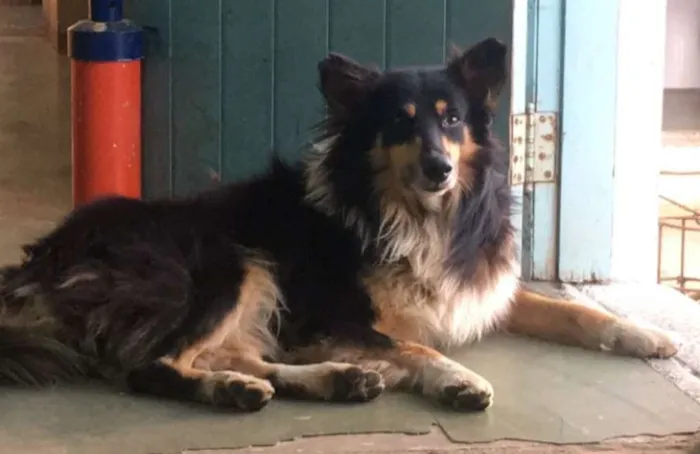 Cachorro ra a Mestiço Collie idade 4 anos nome Dom